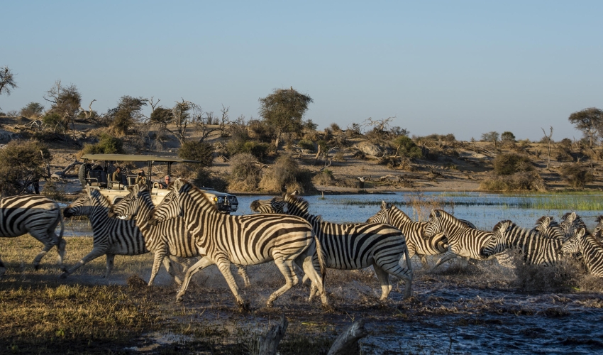 A herd of zebras crossing wet terrain near the Boteti River in Botswana, with a safari vehicle watching from the distance.